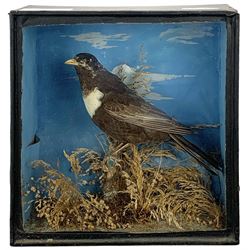 Taxidermy: Cased Ring Ouzel (Turdus torquatus) and a cased Eurasian jay (Garrulus glandarius), both full mounts perched on naturalistic grounds and set against a pale blue painted back board, in ebonised cases. H29cm, W27.5cm, D11.5cm and H41.5cm, W34.5cm, D16cm (2)