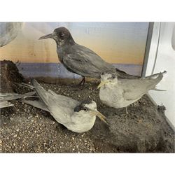 Taxidermy: Cased display of various Terns, full mounts, perched on a gravel ground and set against a shoreline painted back board. H38cm, W61cm, D28cm