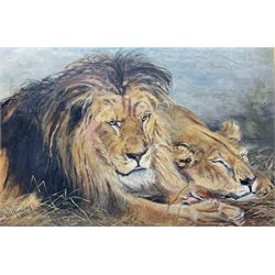 W S Hemsley (British 19th/20th Century): 'Repose', pastel of lions signed and dated 1937, 46cm x 69cm 