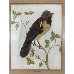 19th century ornithological feather picture, depicting a bird on a branch, watercolour background, titled 'Quilote', within a gilt slip frame, 39cm x 34cm overall