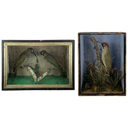 Taxidermy: Cased pair of green woodpeckers, Picus viridis and a single green woodpecker, full mounts on naturalistic branch bases with painted back boards, in ebonised cases. H31cm, W45cm, D17.5cm and H36cm, W28cm, D13.5cm (2)