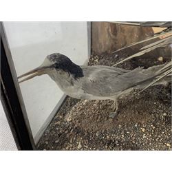 Taxidermy: Cased display of various Terns, full mounts, perched on a gravel ground and set against a shoreline painted back board. H38cm, W61cm, D28cm