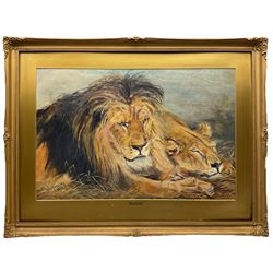 W S Hemsley (British 19th/20th Century): 'Repose', pastel of lions signed and dated 1937, 46cm x 69cm 