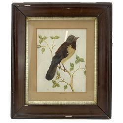 19th century ornithological feather picture, depicting a bird on a branch, watercolour background, titled 'Quilote', within a gilt slip frame, 39cm x 34cm overall