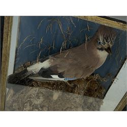 Taxidermy: Cased Ring Ouzel (Turdus torquatus) and a cased Eurasian jay (Garrulus glandarius), both full mounts perched on naturalistic grounds and set against a pale blue painted back board, in ebonised cases. H29cm, W27.5cm, D11.5cm and H41.5cm, W34.5cm, D16cm (2)