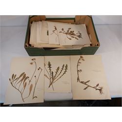 Collection of Pressed Flowers