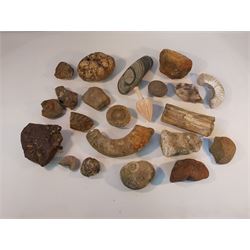 Collection of Mineral and Fossil Specimens