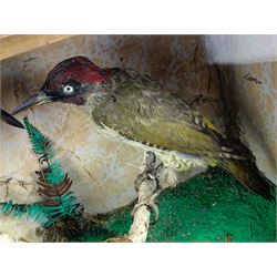 Taxidermy: Cased pair of green woodpeckers, Picus viridis and a single green woodpecker, full mounts on naturalistic branch bases with painted back boards, in ebonised cases. H31cm, W45cm, D17.5cm and H36cm, W28cm, D13.5cm (2)